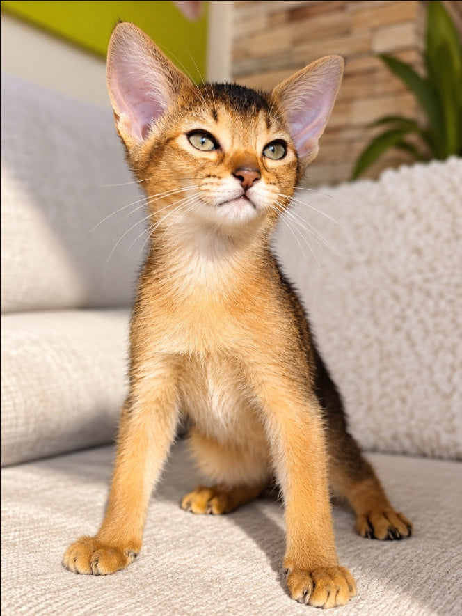 Abyssinian kitten at Bimini Cats — A Coat That Shimmers