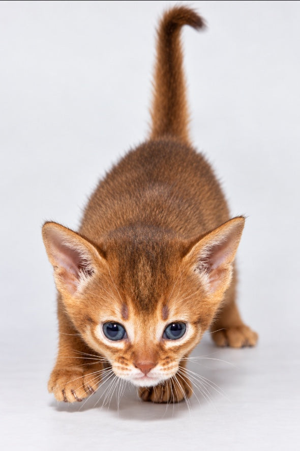 Abyssinian kitten at Bimini Cats — Endlessly Curious