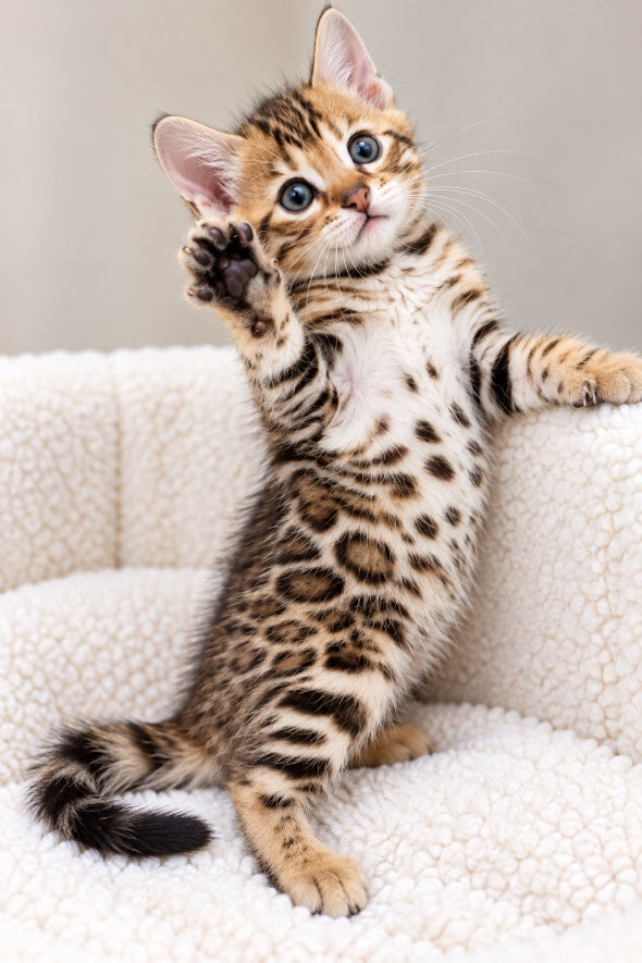 Bengal kitten at Bimini Cats — Active & Engaged