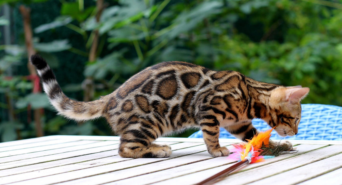 How to Choose a Reputable Bengal Cat Breeder