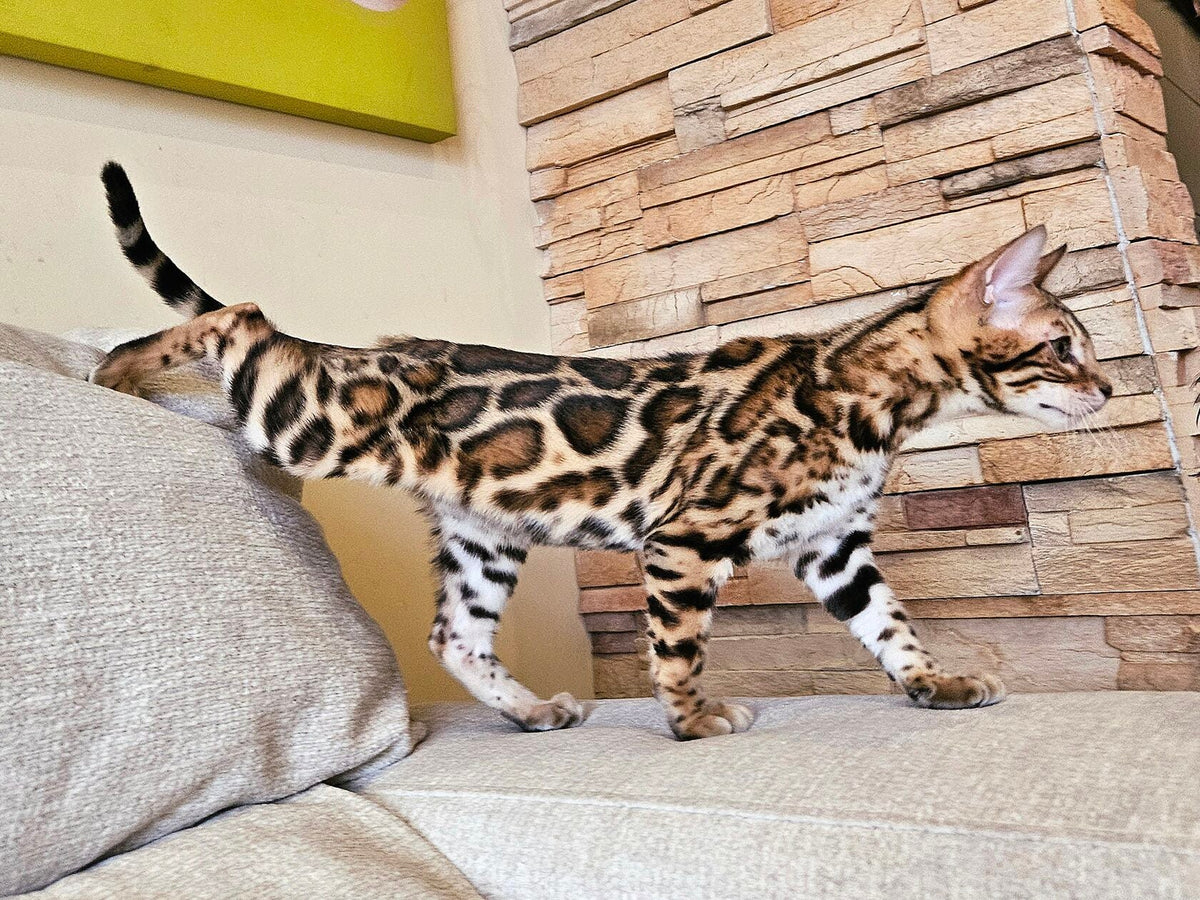 Are Bengal Cats Hypoallergenic? Complete Guide (2026)