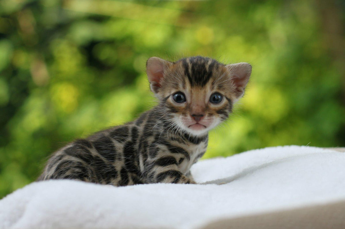 Bengal Cat Health: What Responsible Breeders Test For