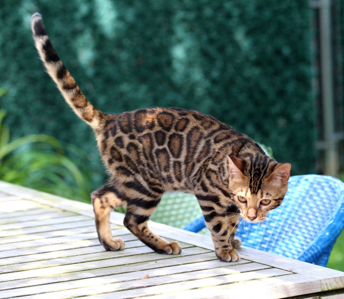 Why Are Bengal Kittens So Expensive?