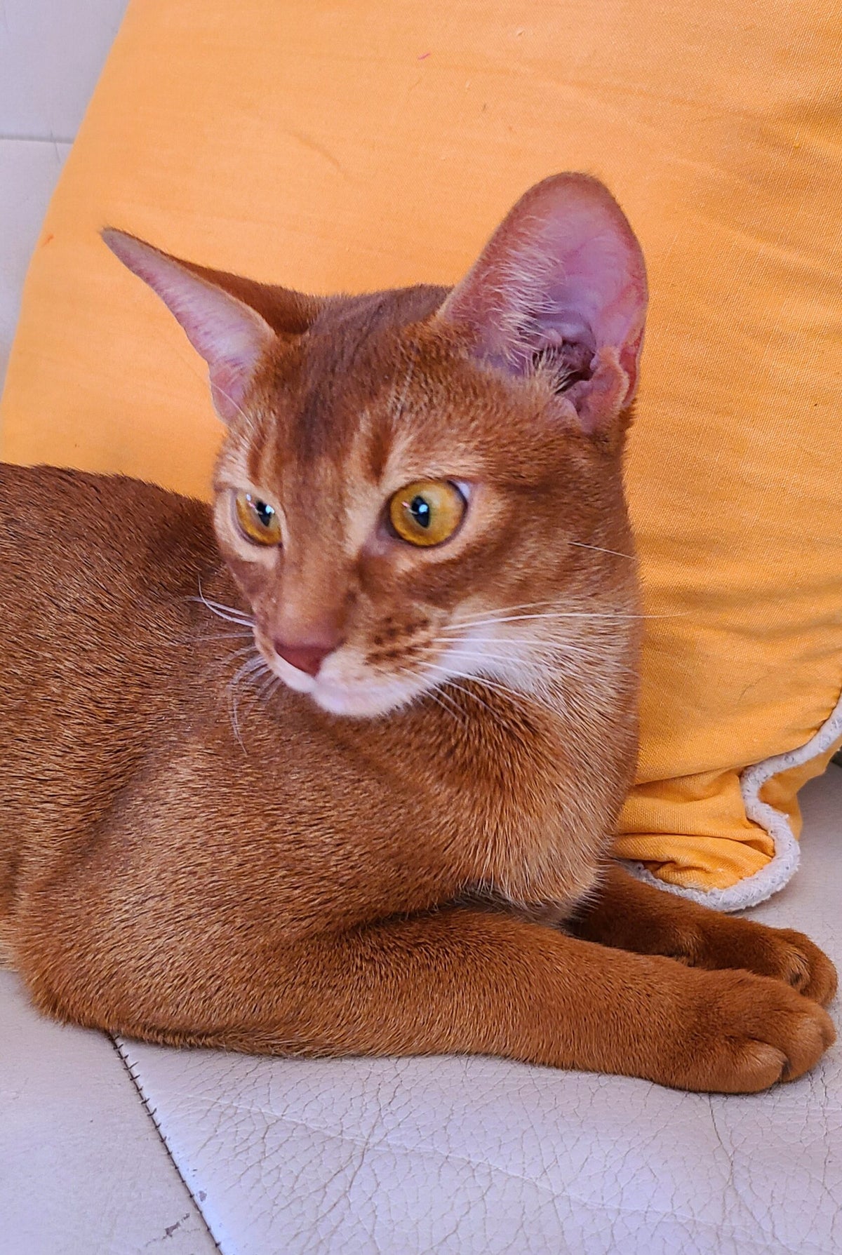 Alisa, Red (sorrel) Abyssinian female at Bimini Cats