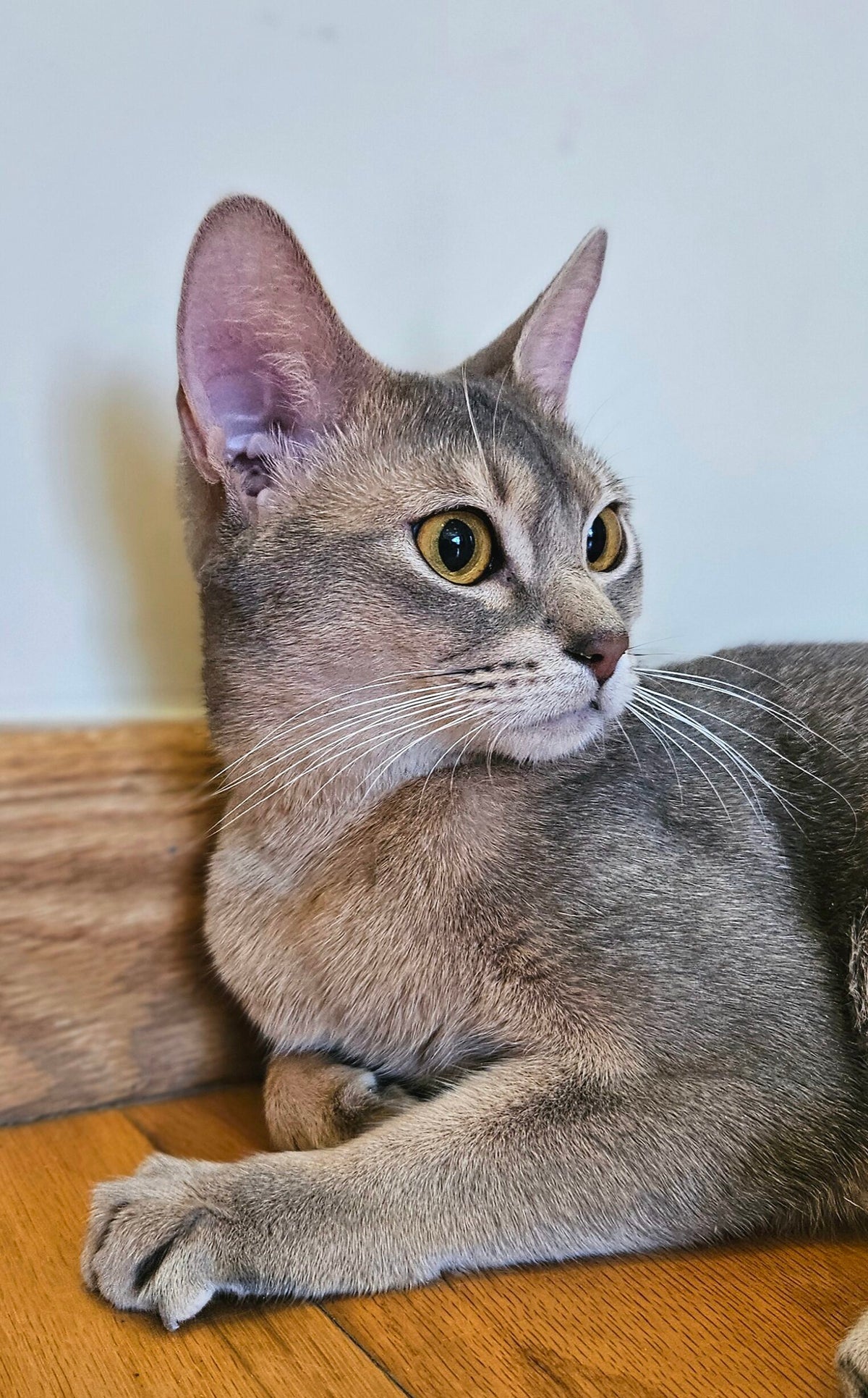Blue, Blue Abyssinian female at Bimini Cats