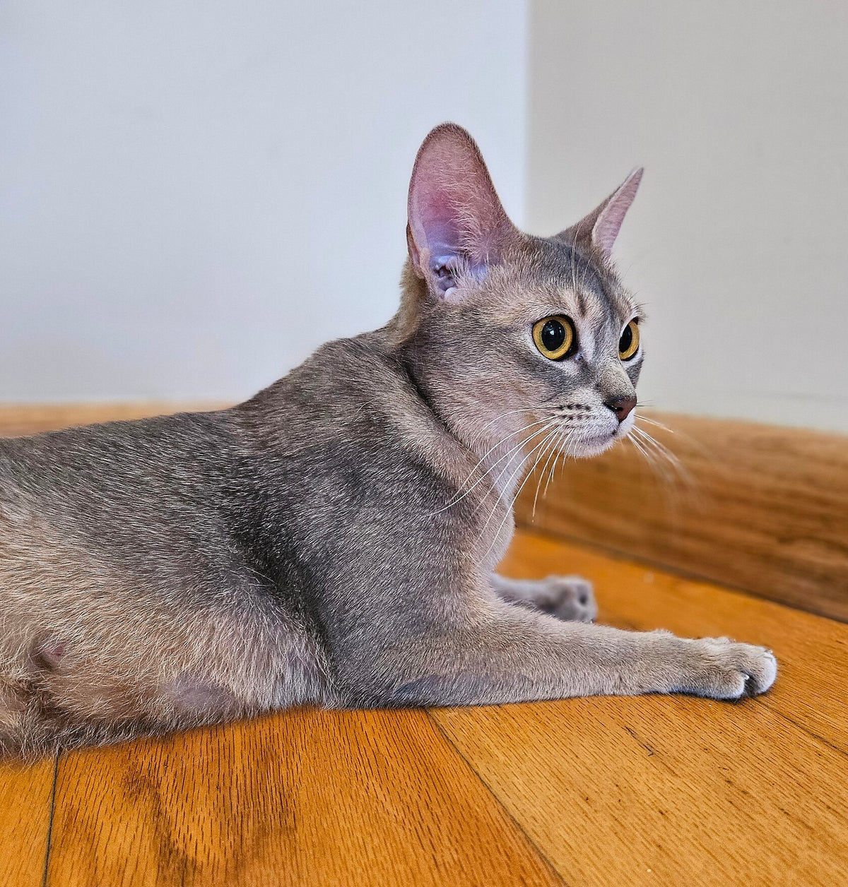 Blue, Blue Abyssinian female at Bimini Cats