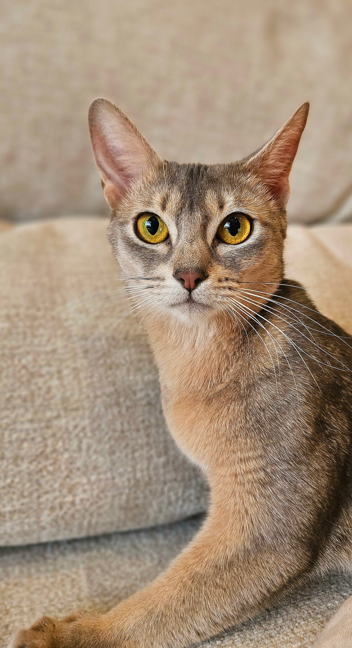 Blue, Blue Abyssinian female at Bimini Cats