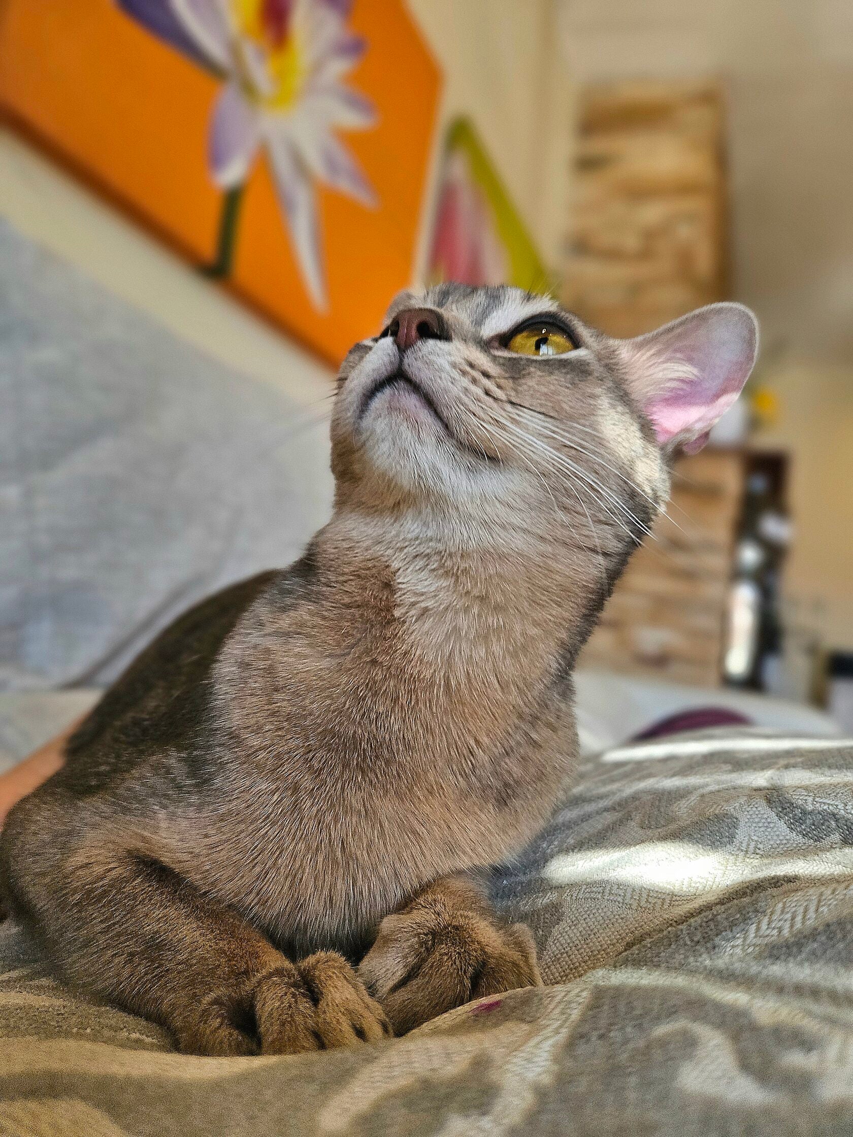Abyssinian Kittens in New York | CFA Registered – Bimini Cats