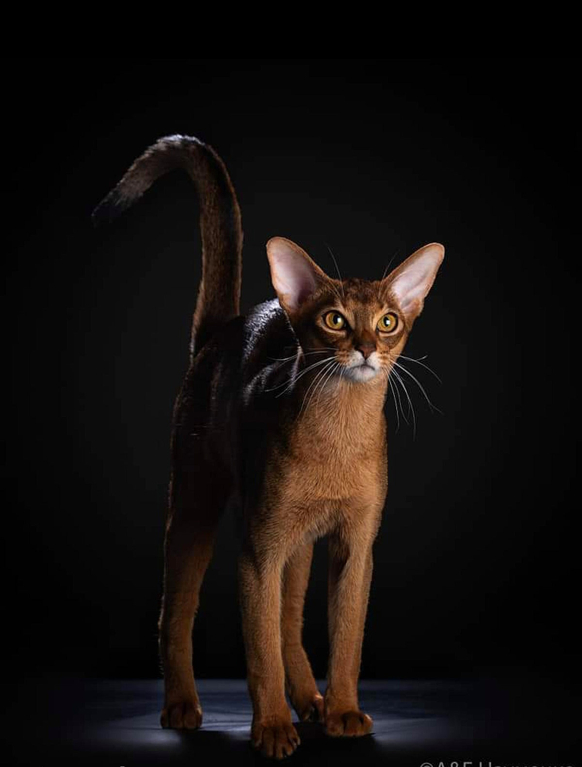 Finik, Ruddy Abyssinian male at Bimini Cats