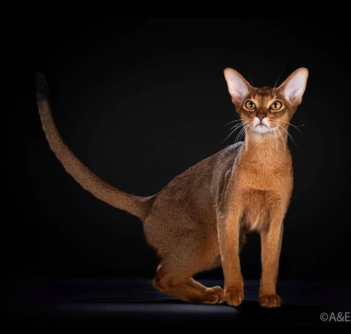 Finik, Ruddy Abyssinian male at Bimini Cats