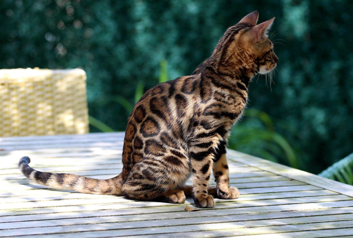 Gold Caramel, Caramel Bengal female at Bimini Cats