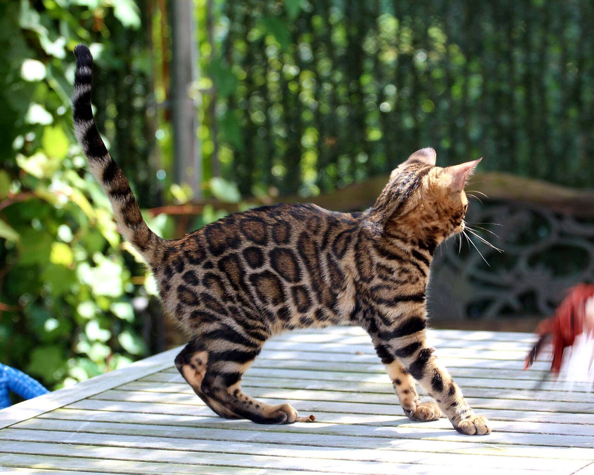 Gold Caramel, Caramel Bengal female at Bimini Cats