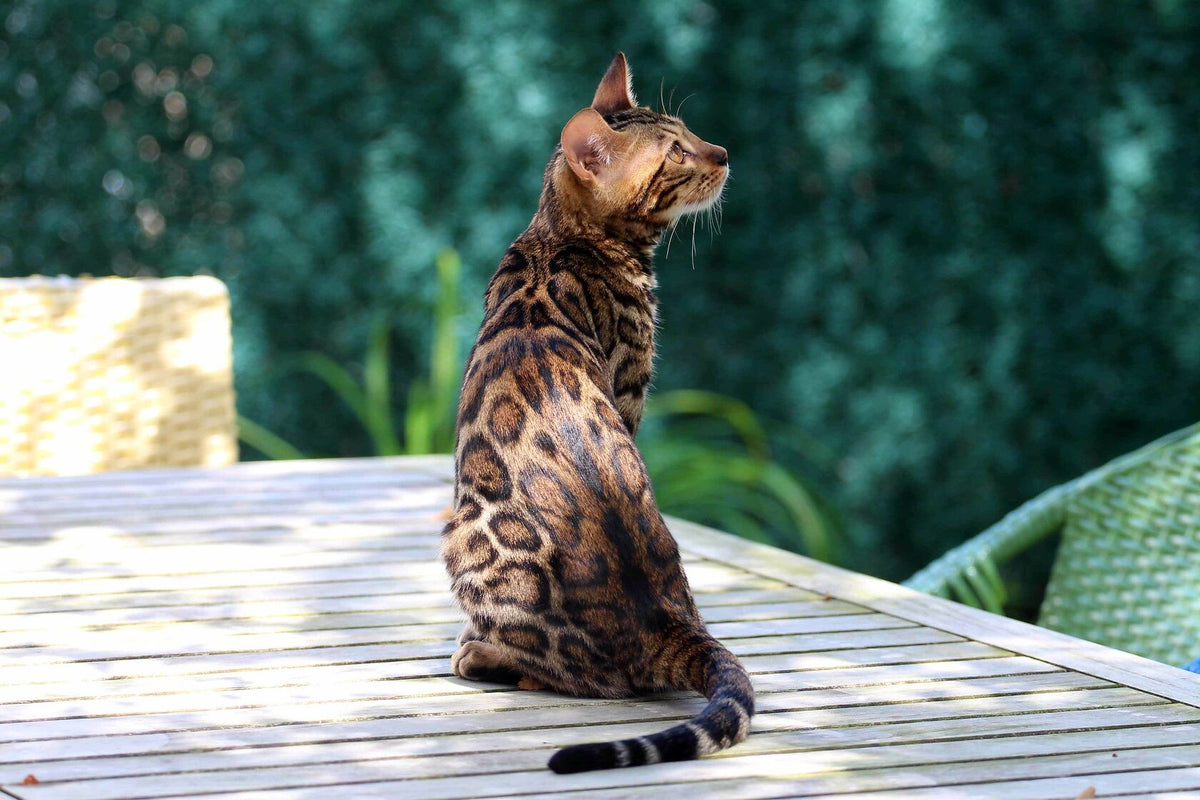 Gold Caramel, Caramel Bengal female at Bimini Cats