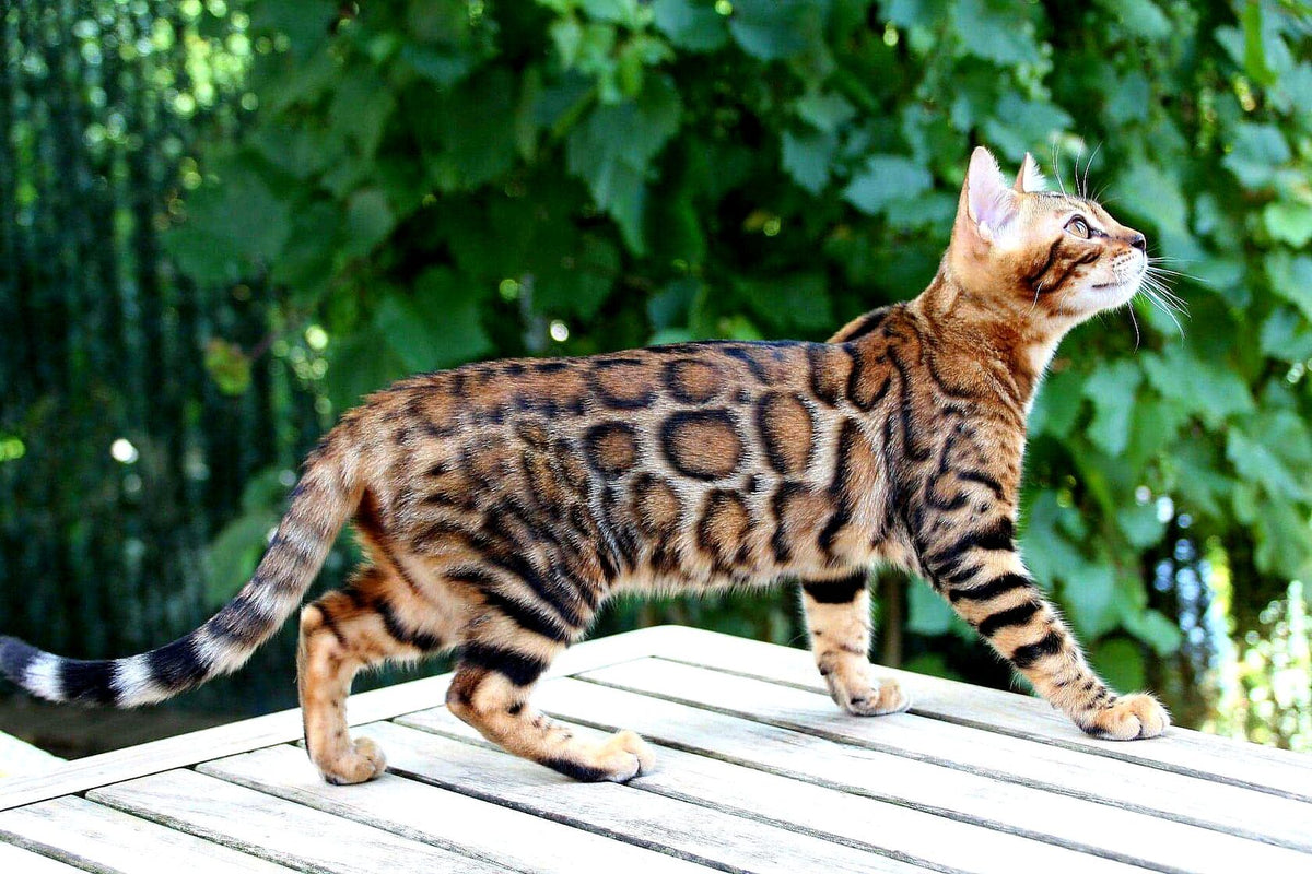 Gold Fanky Bengal male at Bimini Cats