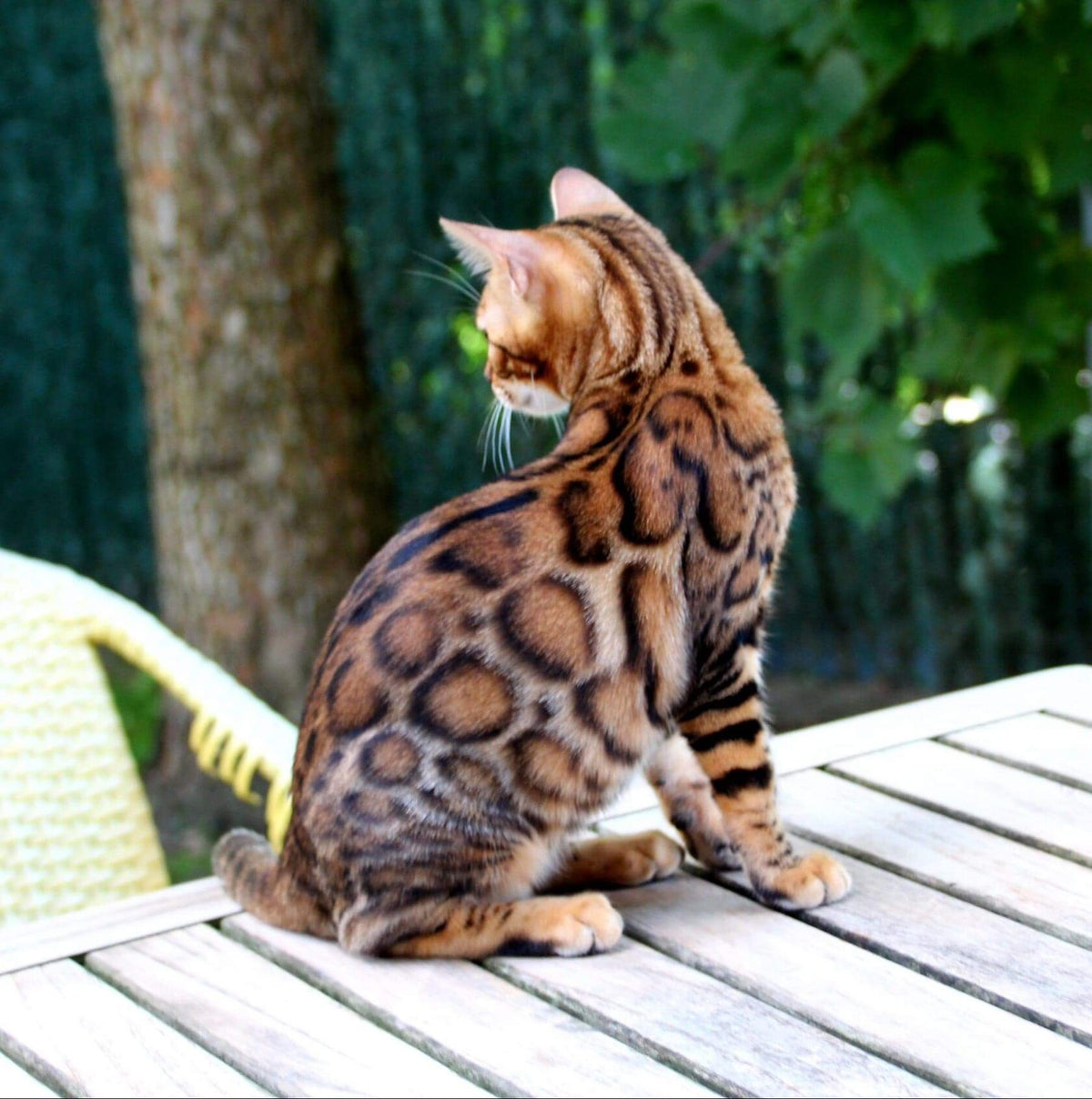 Gold Fanky Bengal male at Bimini Cats