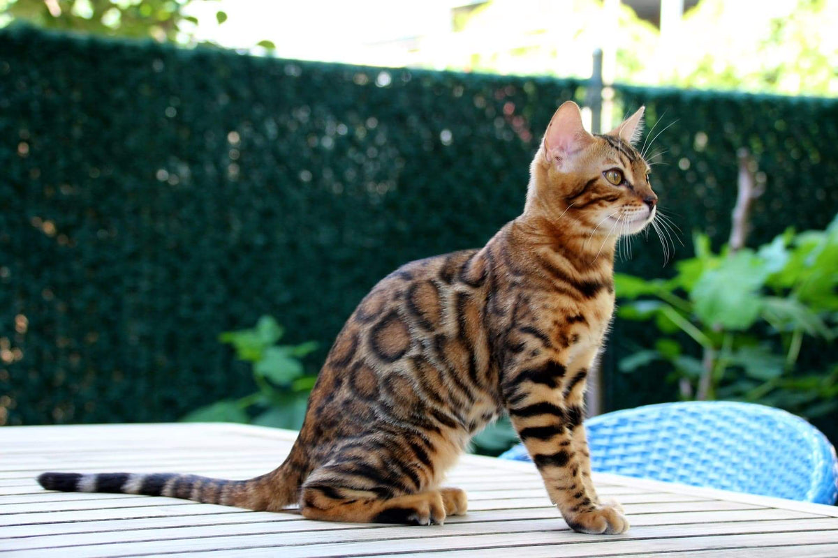 Gold Fanky Bengal male at Bimini Cats