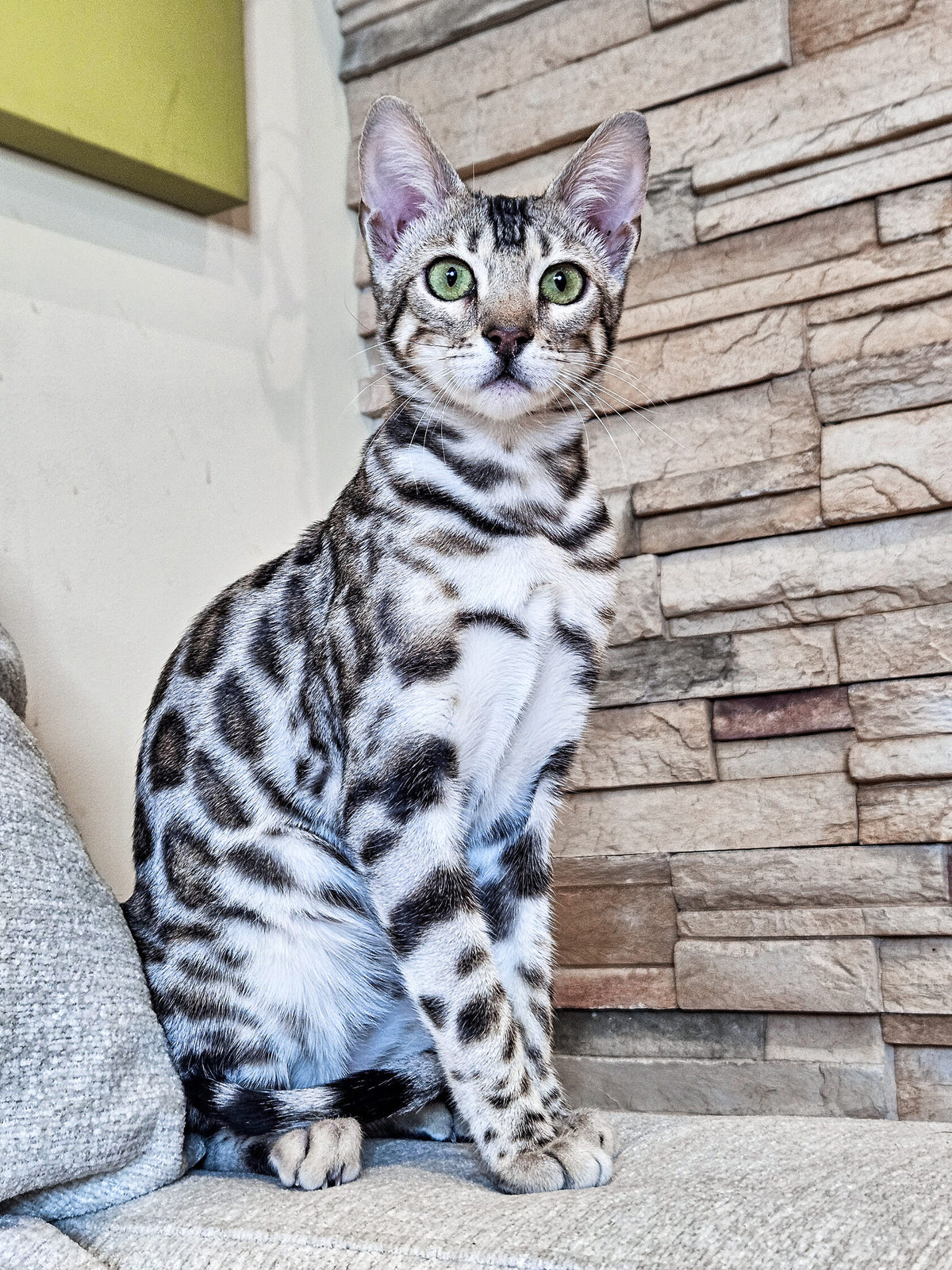 Kenya, Silver Bengal female at Bimini Cats