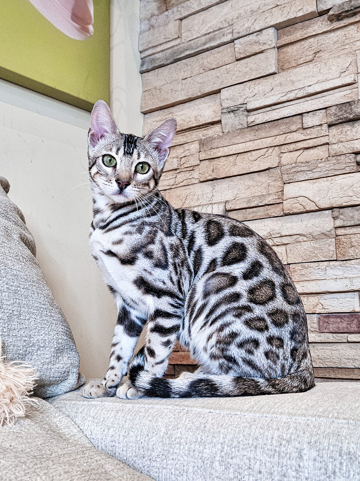 Kenya, Silver Bengal female at Bimini Cats