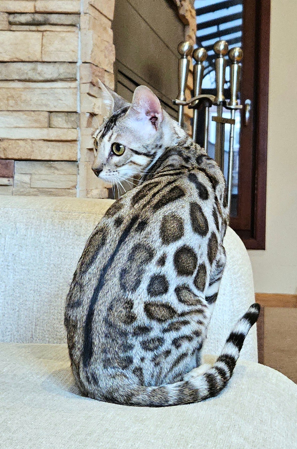 Kenya, Silver Bengal female at Bimini Cats