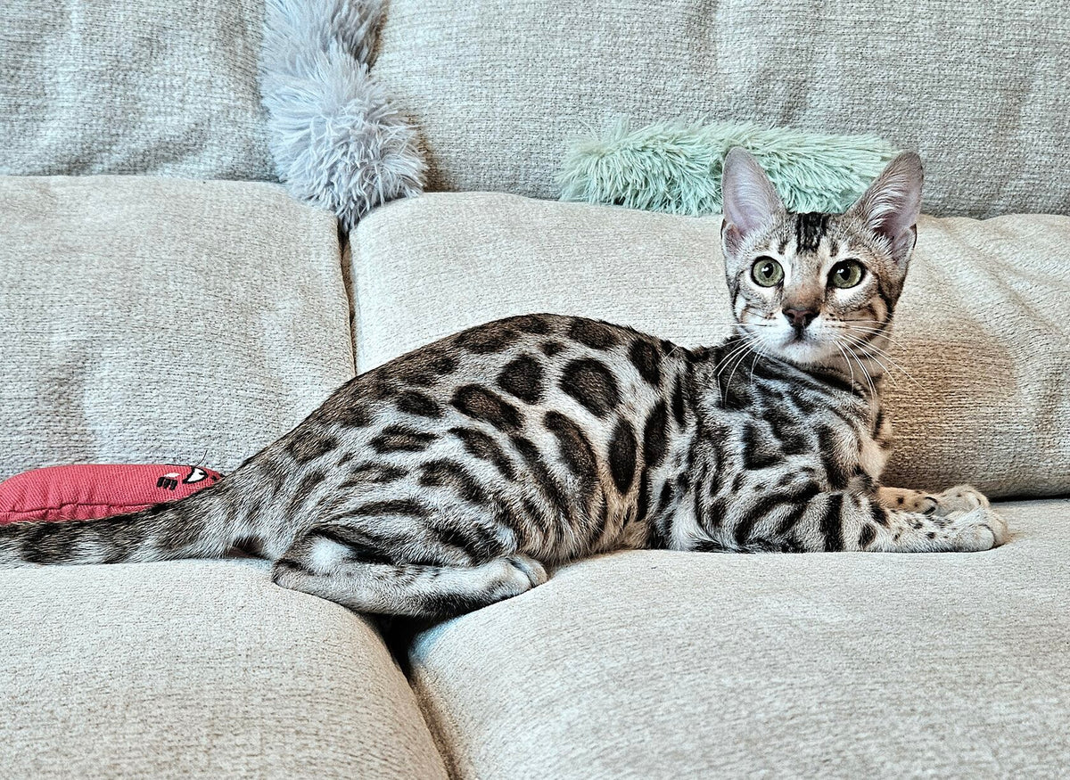 Kenya, Silver Bengal female at Bimini Cats