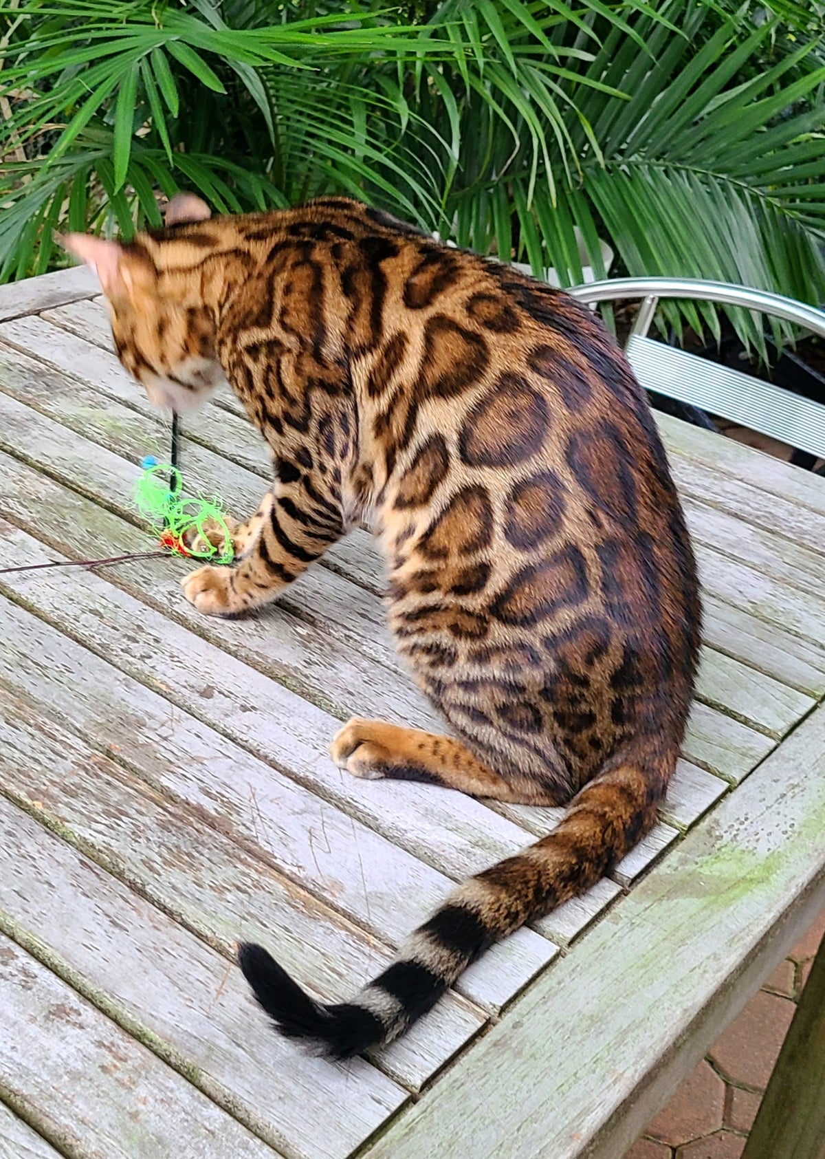 Leva Bengal male at Bimini Cats