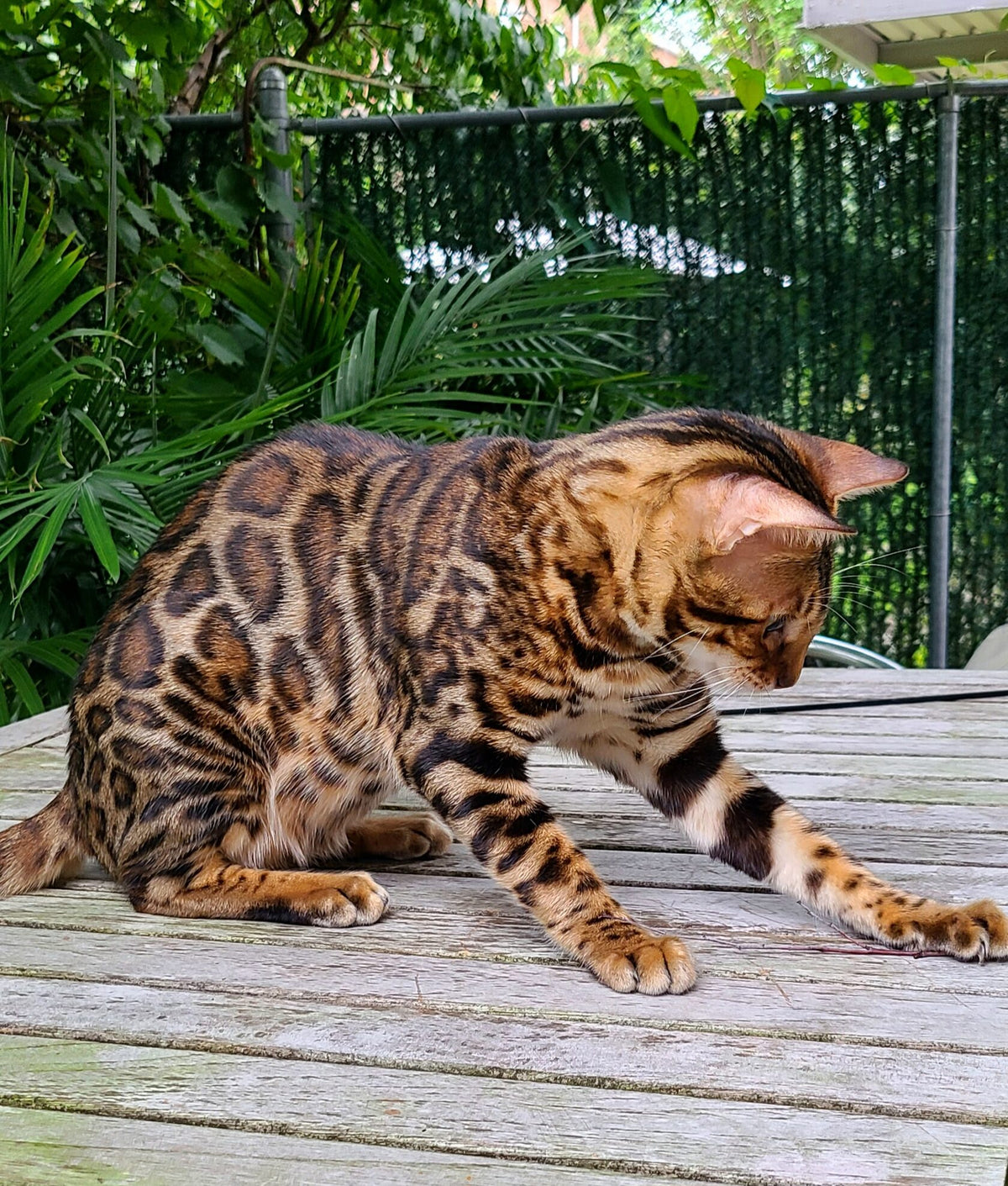 Leva Bengal male at Bimini Cats