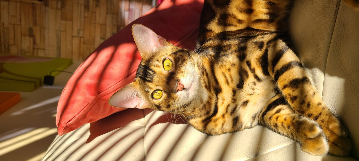 Leva Bengal male at Bimini Cats