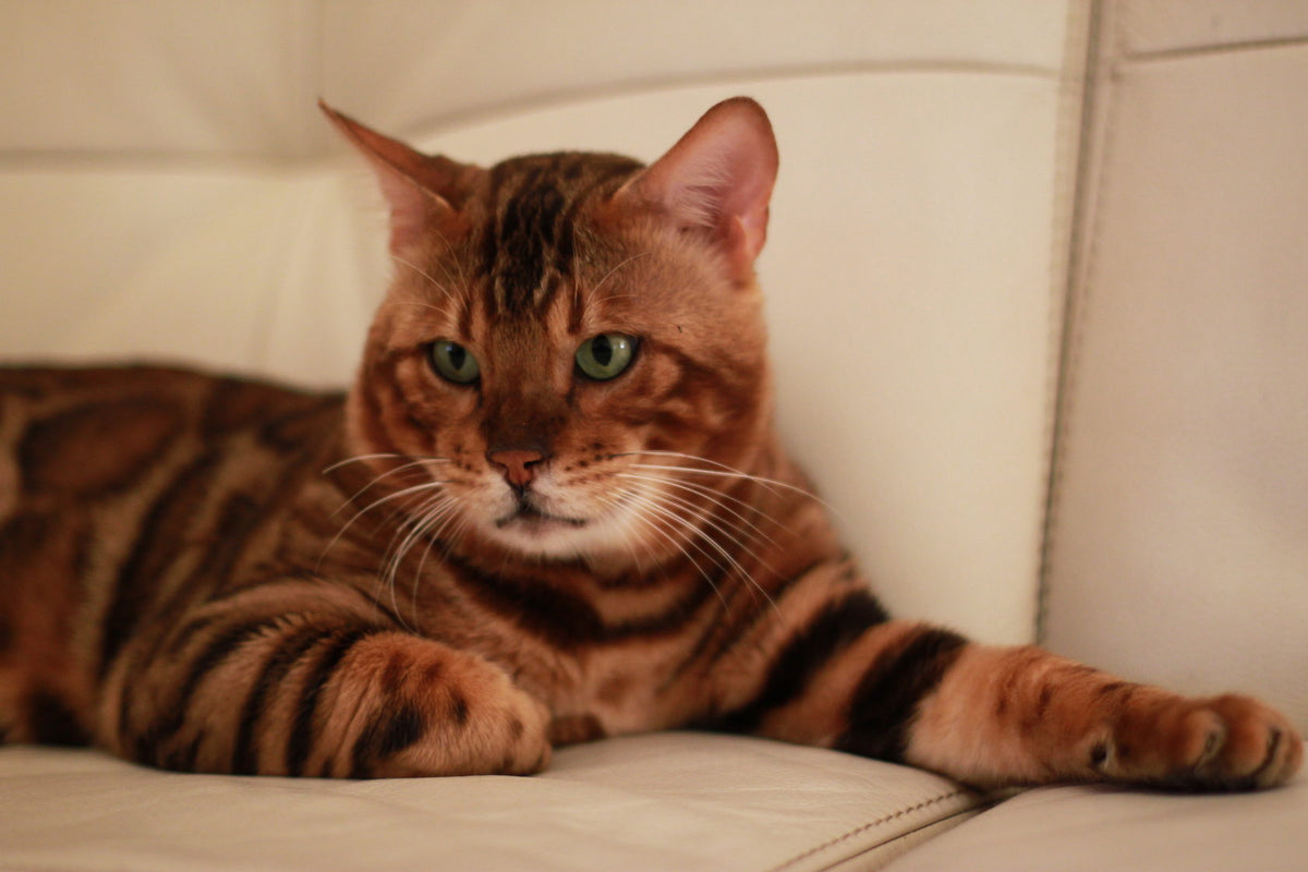Milo, Golden brown Bengal male at Bimini Cats