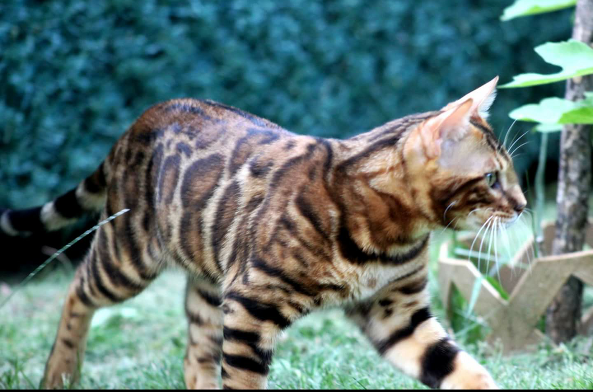 Milo, Golden brown Bengal male at Bimini Cats