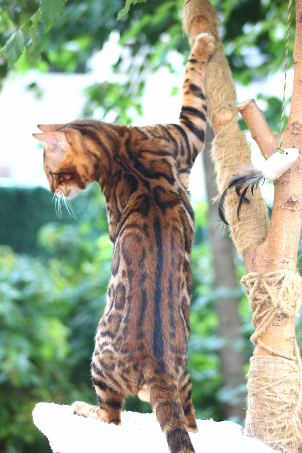 Milo, Golden brown Bengal male at Bimini Cats