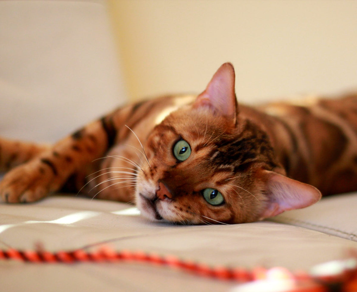 Milo, Golden brown Bengal male at Bimini Cats