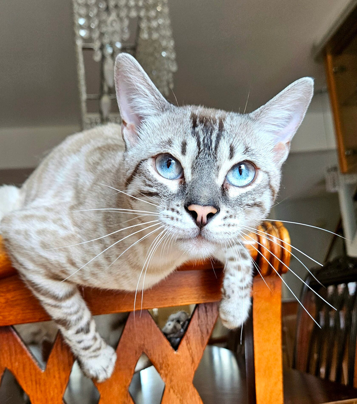 Mitya, Snow Lynx Bengal male at Bimini Cats