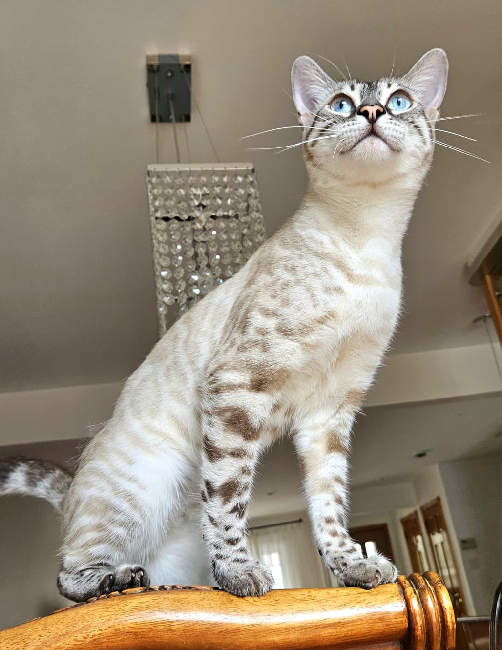 Mitya, Snow Lynx Bengal male at Bimini Cats