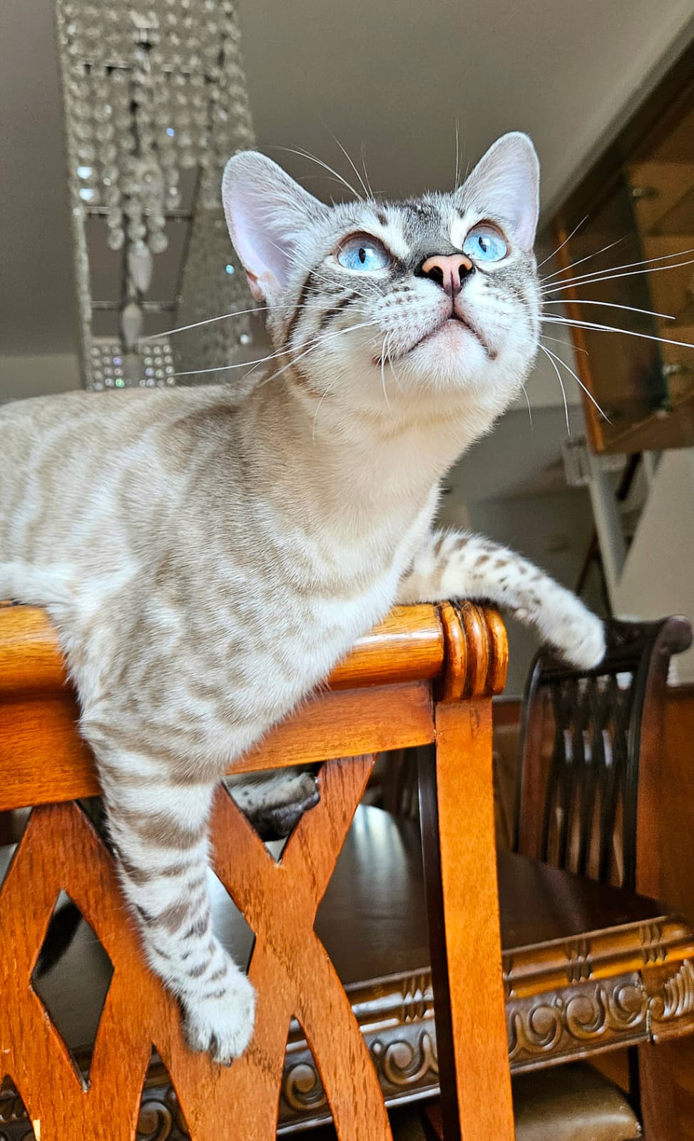 Mitya, Snow Lynx Bengal male at Bimini Cats