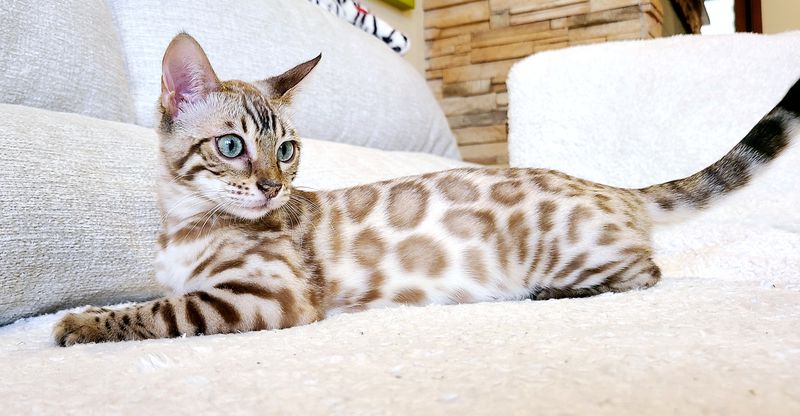 Monica, Snow Mink Bengal female at Bimini Cats