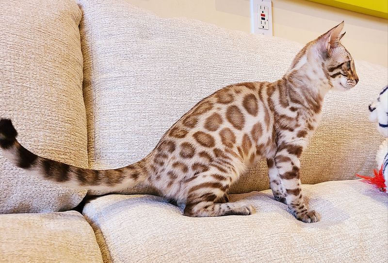 Monica, Snow Mink Bengal female at Bimini Cats