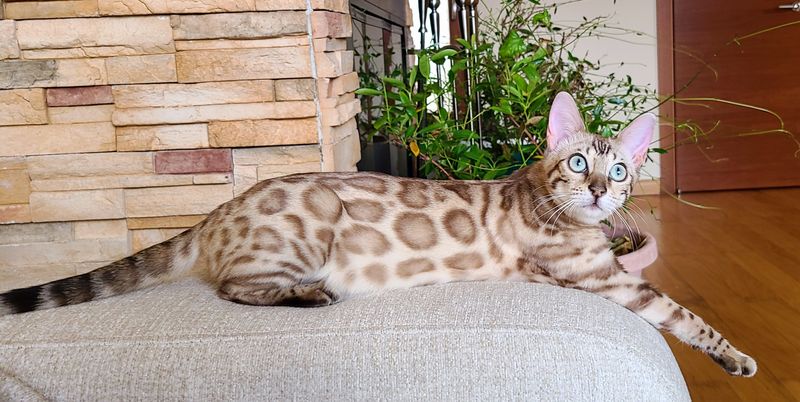 Monica, Snow Mink Bengal female at Bimini Cats