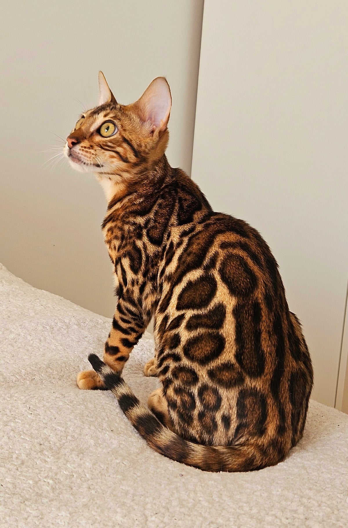 Naoma, Golden Bengal female at Bimini Cats