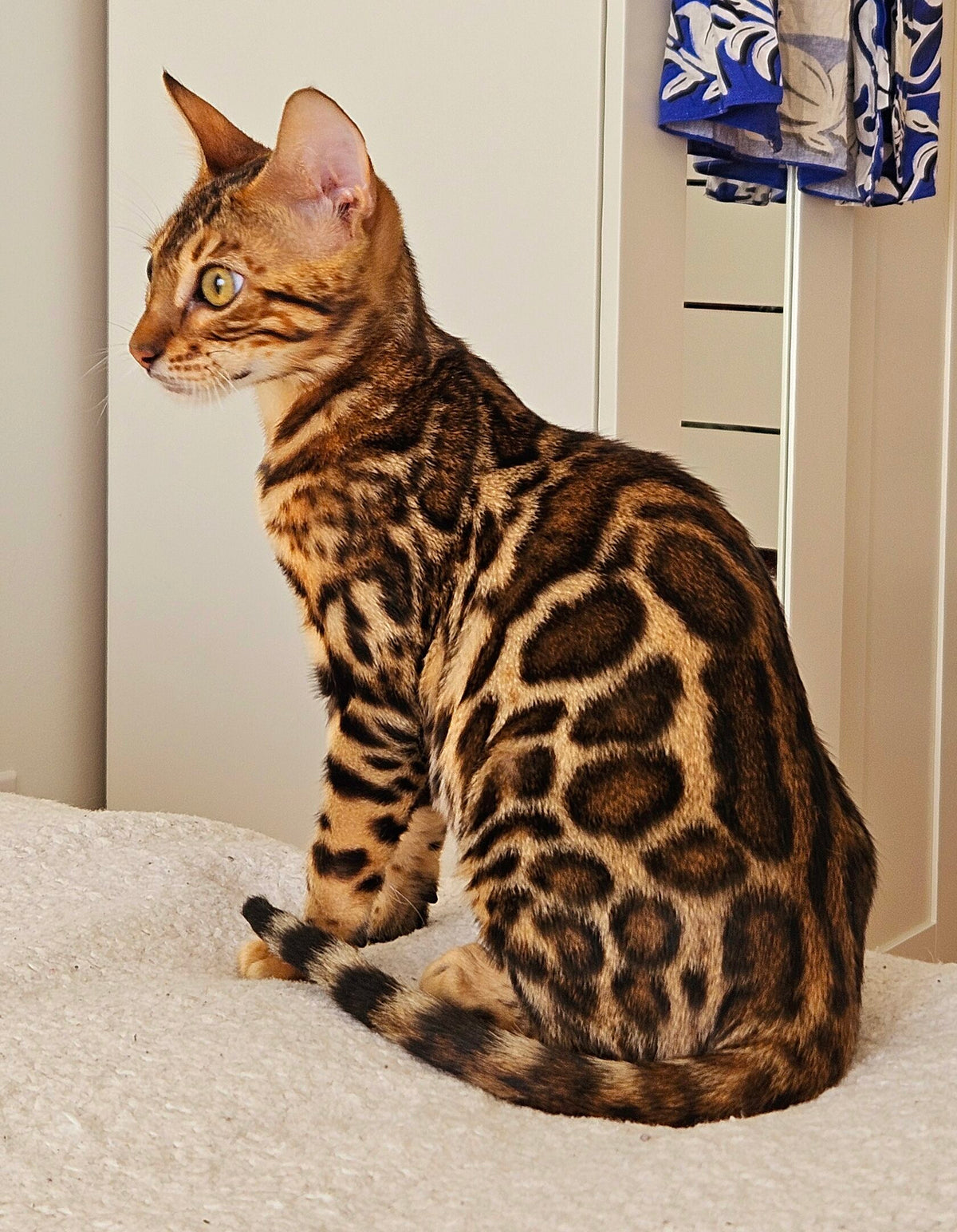 Naoma, Golden Bengal female at Bimini Cats