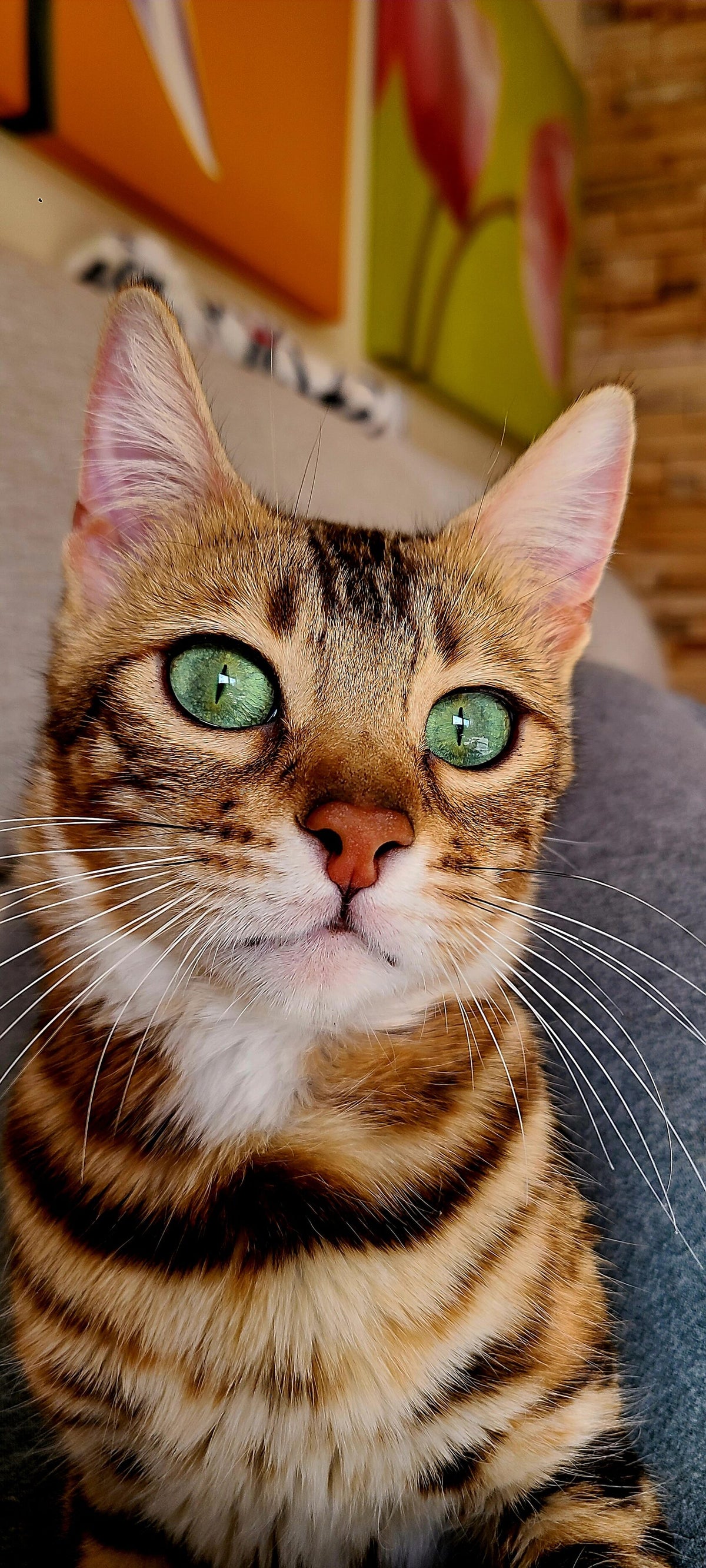 Nuta Bengal female at Bimini Cats