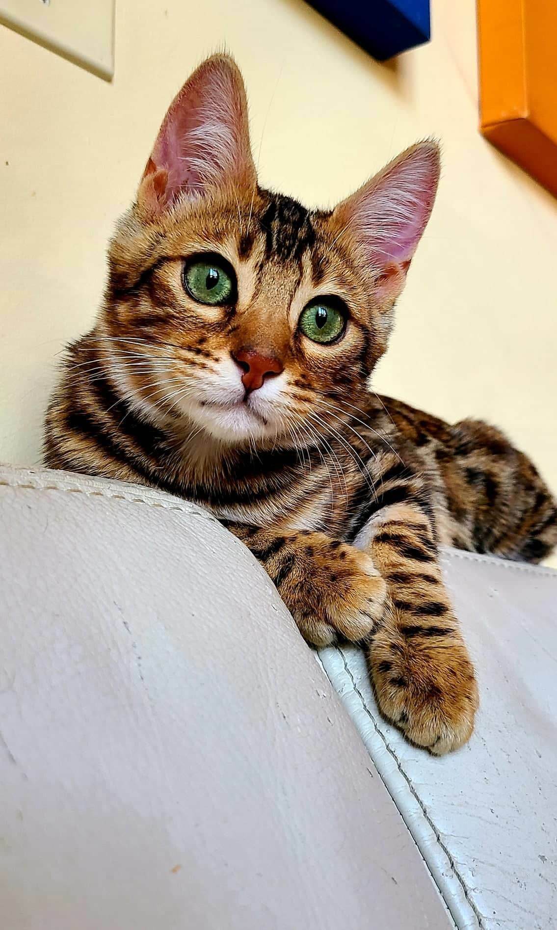 Nuta Bengal female at Bimini Cats