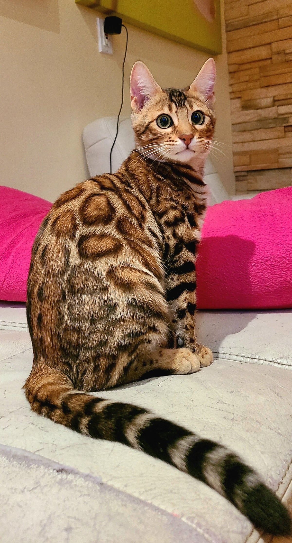 Nuta Bengal female at Bimini Cats