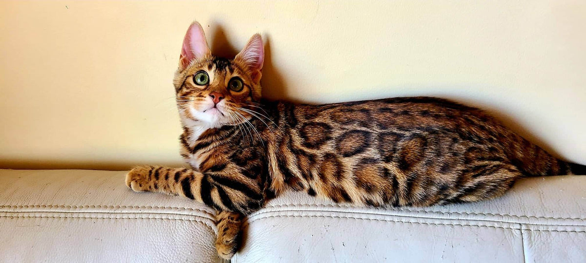 Nuta Bengal female at Bimini Cats