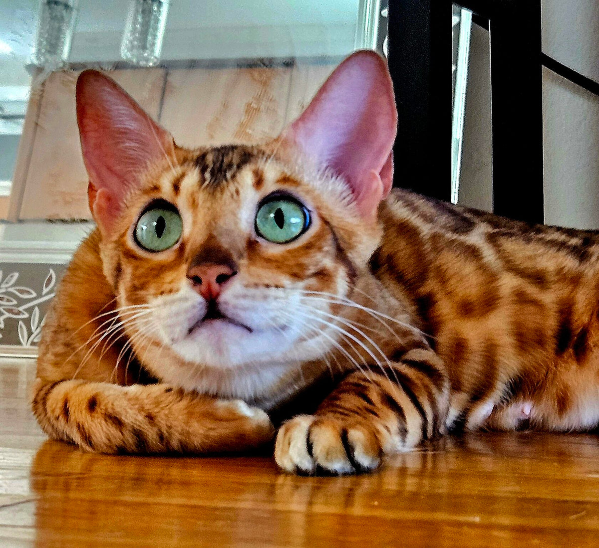 Sonya, Golden Bengal female at Bimini Cats
