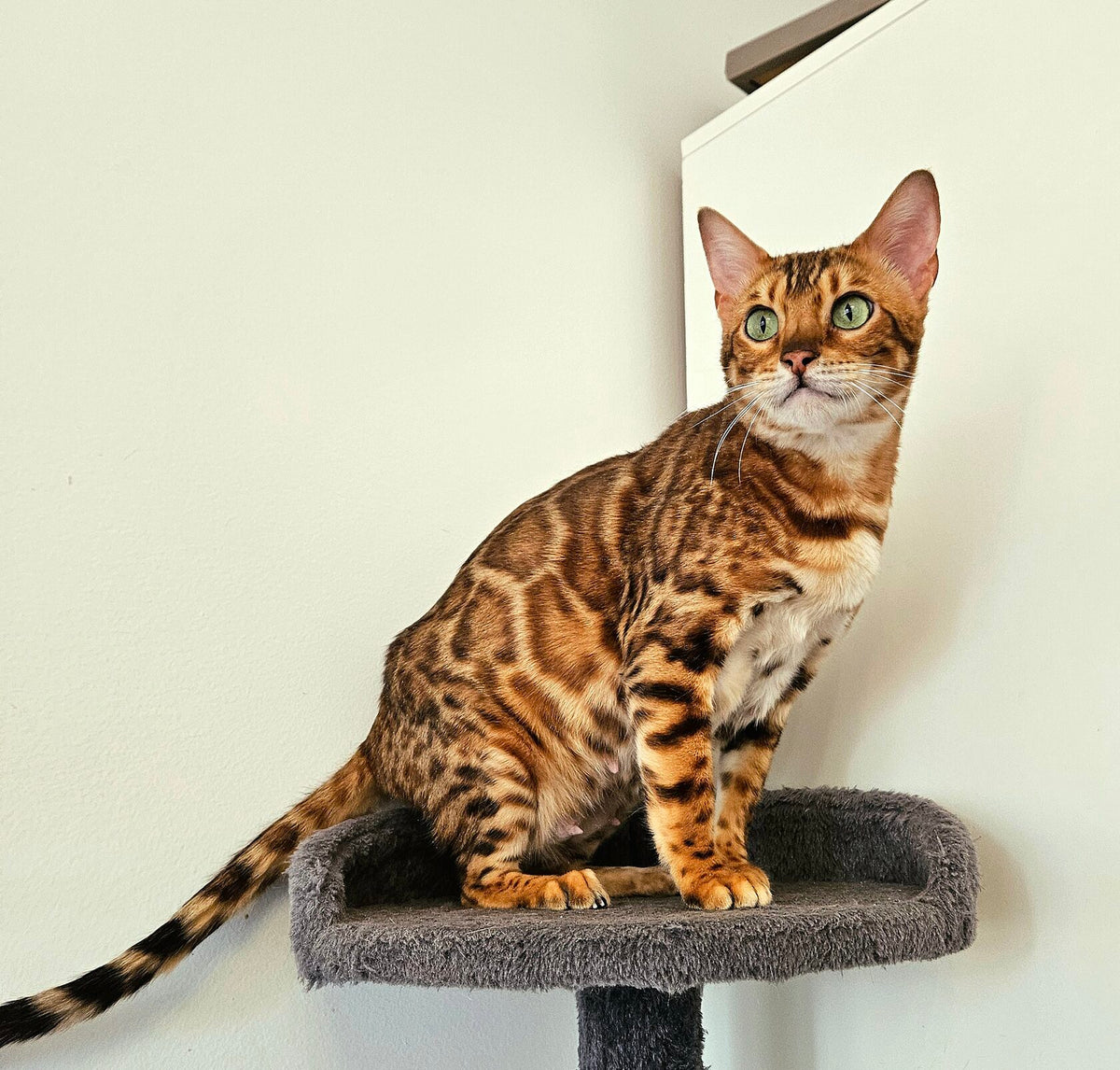 Sonya, Golden Bengal female at Bimini Cats