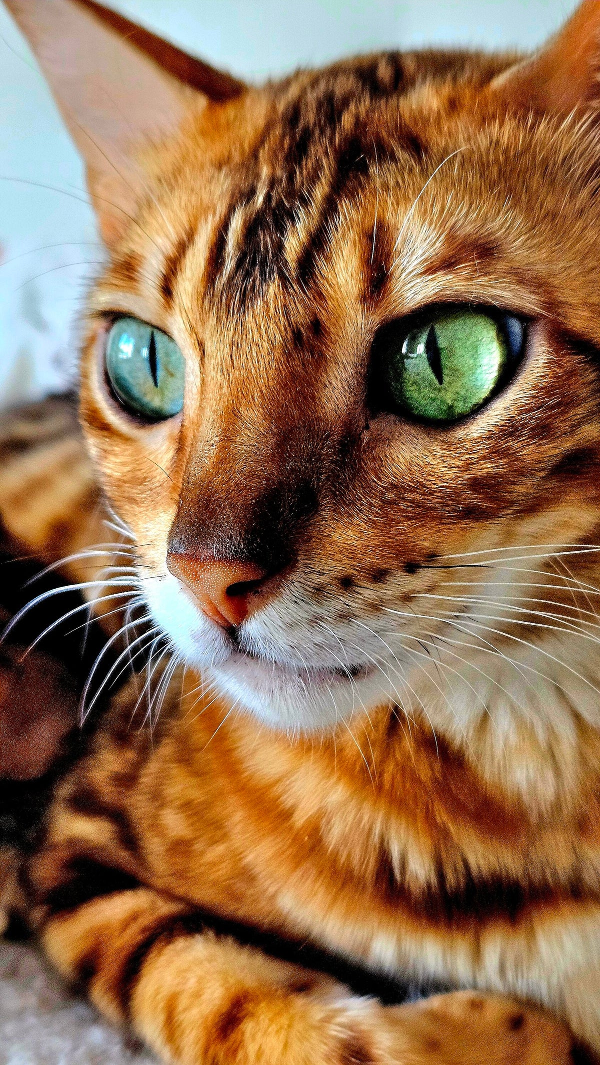 Sonya, Golden Bengal female at Bimini Cats