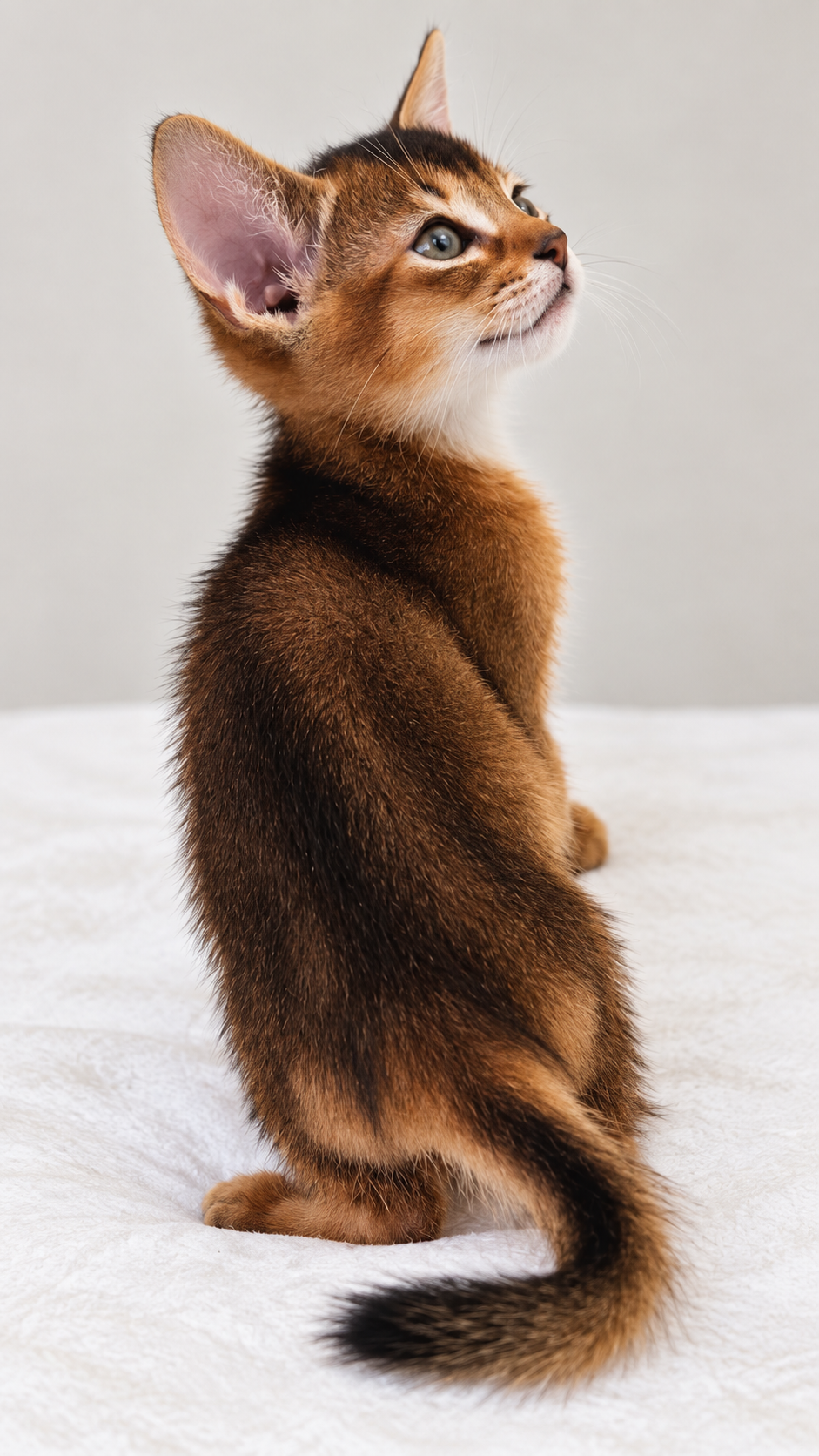  Abyssinian Kittens