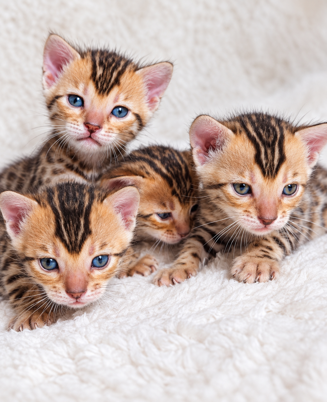 Three Bengal kitten babies with blue eyes and brown and black spotted fur resting together on a soft white textured blanket.