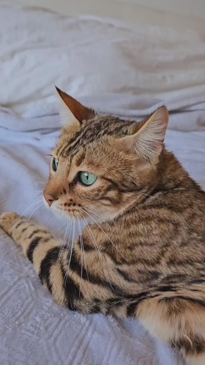 Bengal & Abyssinian Kittens in New York – Bimini Cats