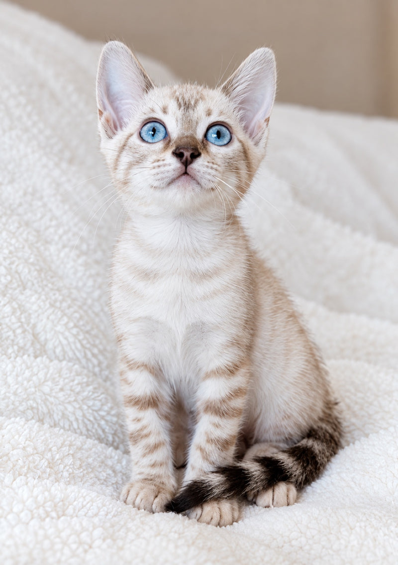 Snow Bengal kitten at Bimini Cats